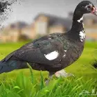 مطلوب بط او وز