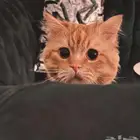 قطط