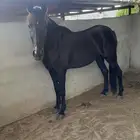 فرس دهماء