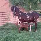 كاموريه جرم حصان متبع بجفره فاخره