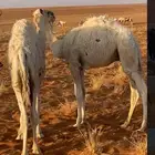 للبيع 5 قعدان