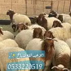 ذبايح نعيمي حري يوجد خدمة الذبح وتوصيل