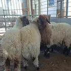 نعيم بلدي الموقع الدمام طريق المطار المزارع