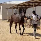 مهر انتاج جاهز للموسم