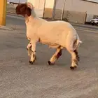 جدع نعيمي صنف فاخر للبيع