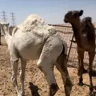 للبيع حشو