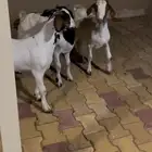 تيوس بورقت