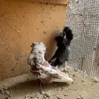 حمام جاكوبين بلجيكي كنق شكير كوبرا