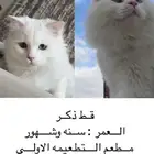 قطين للتبني مع أغراض