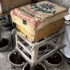 نحل مستورد
