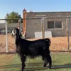 عنز عارضيه تحتها تيس