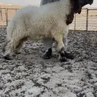 جذع فاخر مشروع فحل