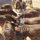 برابر وتيوس صوماليه سواكن   قعود