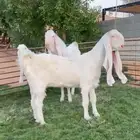 عنزين وتيس برص ثلج