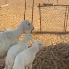 شاه معها 2