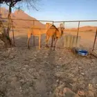 فعدان