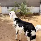 خرفان بلدية فل شحم