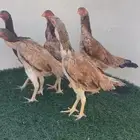 شامو ياباني