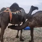 بكره كفو تحت امها العمر من 9الي 10اشهر