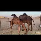 بداء