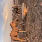 حواشي للبيع