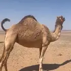 لقحه هجن