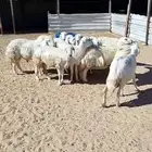 10 حريات مع فحلها ثنتين دفيع و 8 مقرعه رقم تواصل