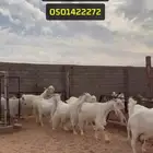 معزاء مطورات بيض نواادر