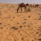 قعود قصب