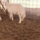 ذبايح حريه ويوجد توصيل وسلخ