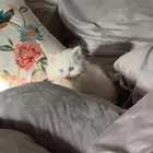 قطه للبيع للتفاصيل على الخاص مع جميع اغراضها