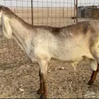 فحل درماني خصم