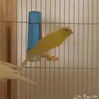 للبيع ذكر كناري ايراني