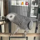 بغبغاء كاسكو