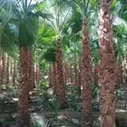 نخل واشنطونيا بجميع المقاسات