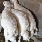 3 خرفان ذبايح اعمار من 5 الى 6 شهور طيبه