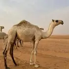 بكره رمانية طيبه مفرودة