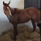 خيل إنجليزي للبيع