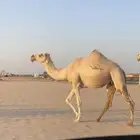 ناقه لقحه