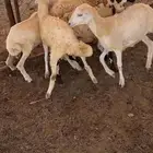 3كباشه 3ورخل