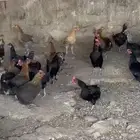 دجاج بلدي بياض