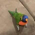 ببغاء لوري رينبو