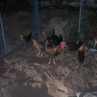 دجاج تم البيع