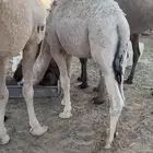 حاشي للبيع.