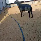 فحل مورسيانو أسباني منتج مشروط