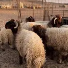 خرفان نعيم جذعان للبيع