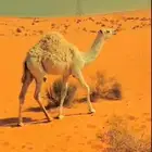 حشو - قعدان قصب للبيع