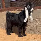 تيس عارضي خصم