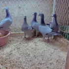 للبيع هومر بارلس مسكي