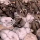 هامستر ونتر وايت للبيع أزواج حوامل